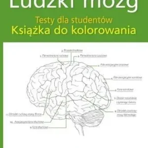 Ludzki mózg Testy dla studentów do kolorowania